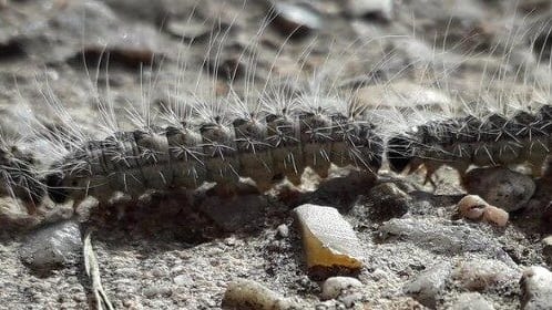 Lunel : un tir de phéromones contre les chenilles processionnaires