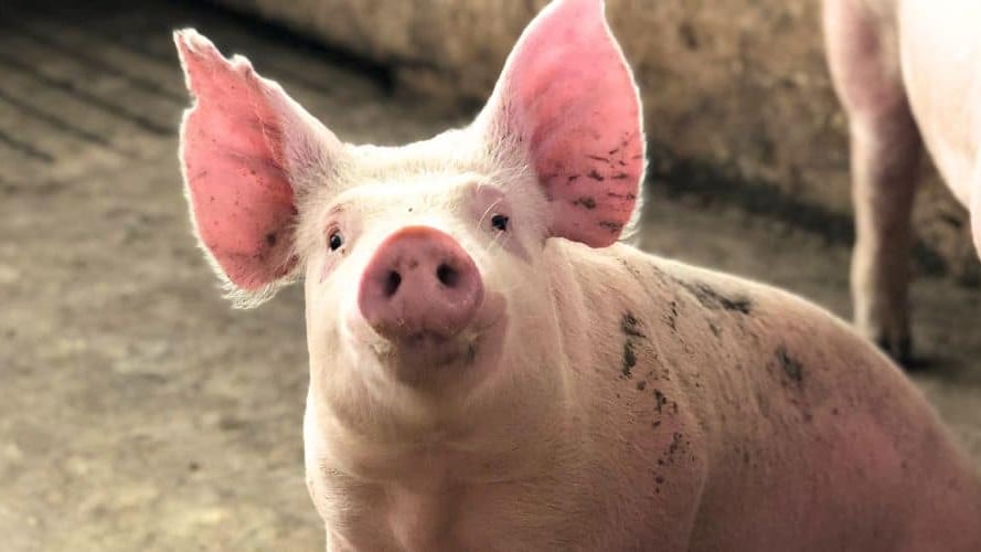 Aveyron : « stop au tiercé de cochons ! », appelle One Voice