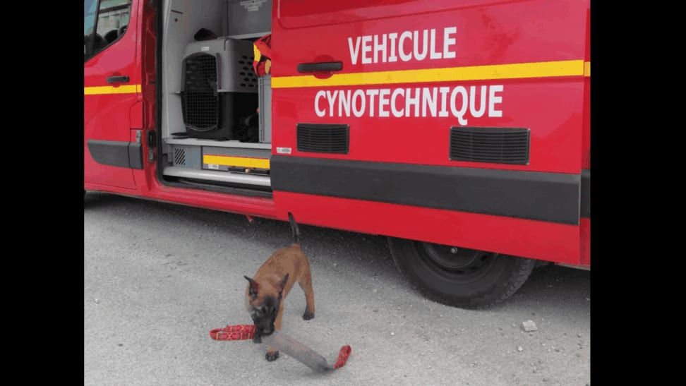 Gard : un nouveau héros à quatre pattes rejoint les sapeurs-pompiers