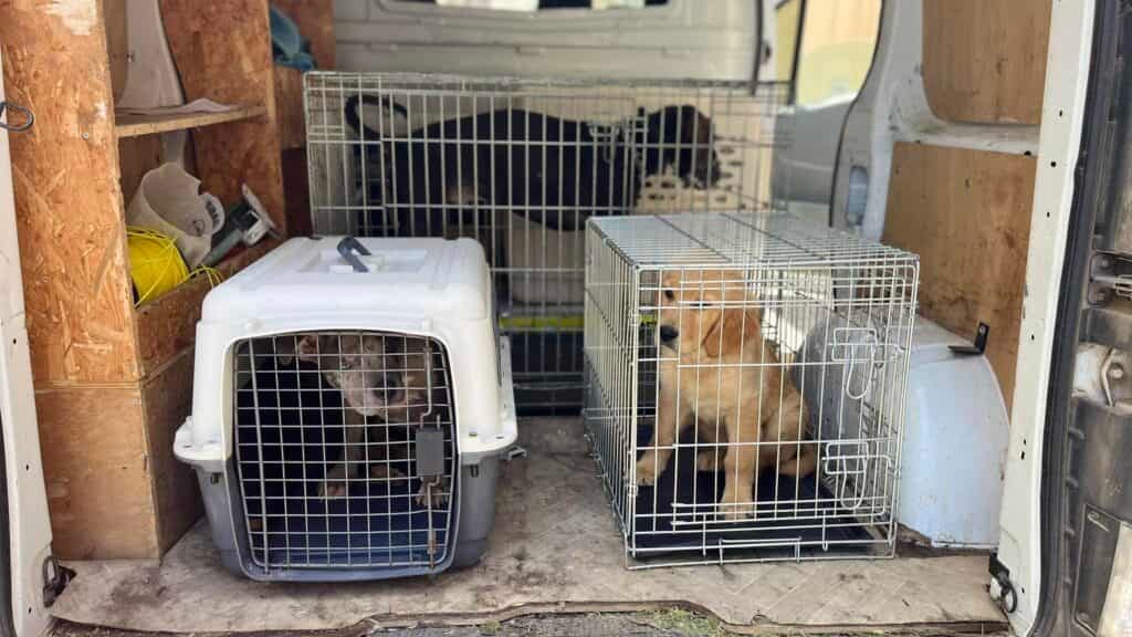 Pyrénées-Orientales : 13 chiens et 5 chats sauvés de conditions insalubres