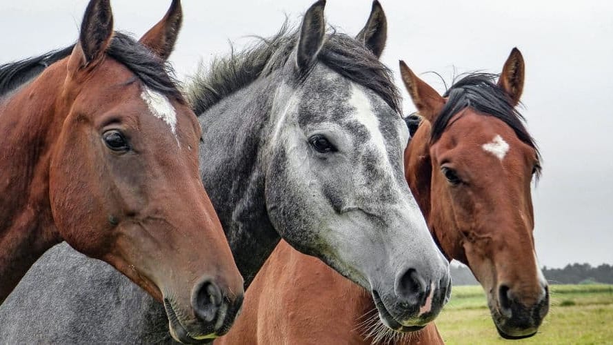 Incendie à Narbonne : trois chevaux sont morts