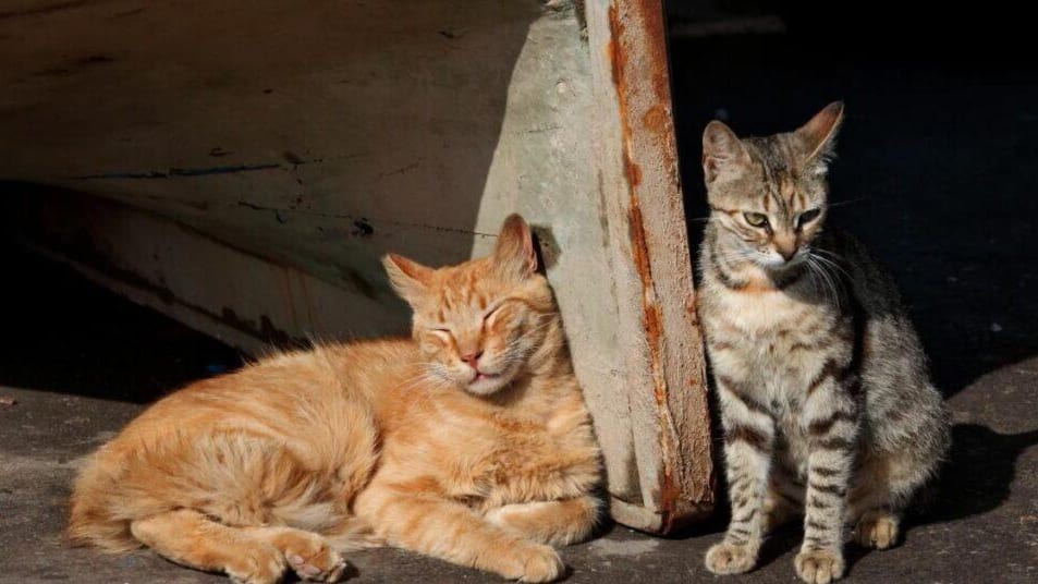Hérault : la Ville de Sète s’engage contre la prolifération des chats errants