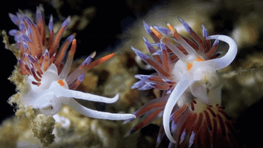 Le Grau-du-Roi : une exposition inédite sur les limaces de mer s’invite au Seaquarium