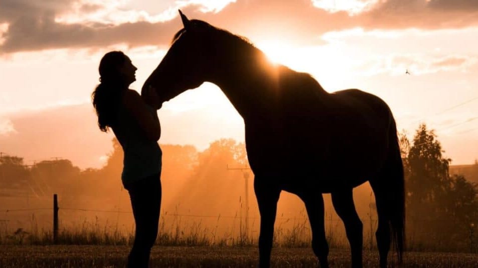 Gard : un spectacle équestre qui met en lumière l’art du cheval en Camargue