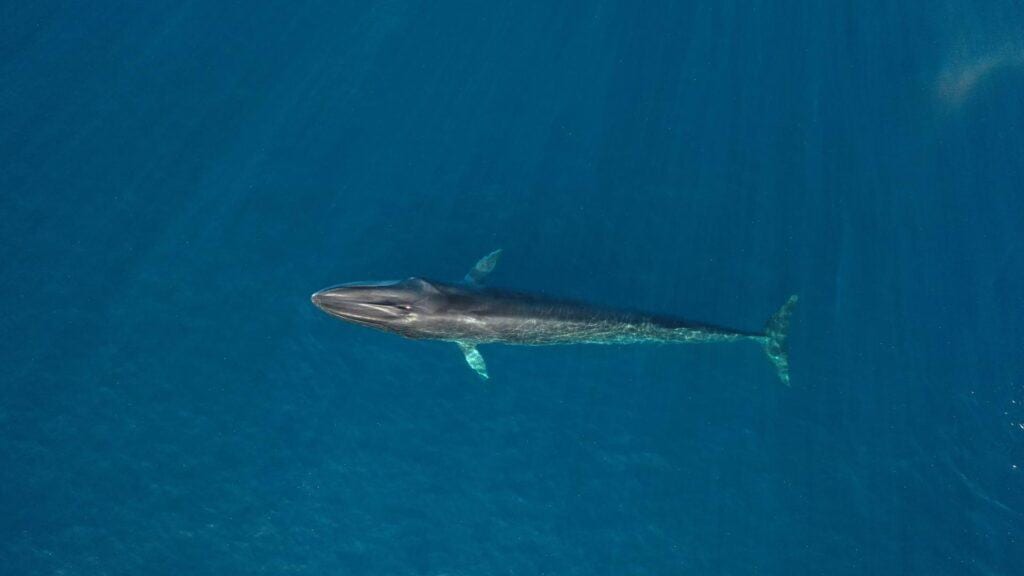 Cap d’Agde : un rorqual commun d’une quinzaine de mètres observé au large