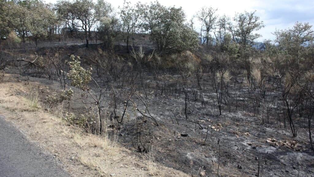 Pyrénées-Orientales : 2 hectares incendiés à Brouilla, un homme condamné