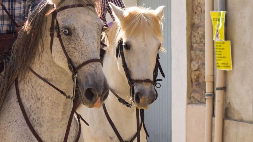 Gard : un manadier tombe de son cheval et se blesse