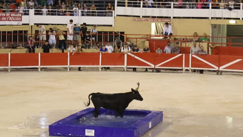 Gard : un été haut en couleurs entre traditions camarguaises et rendez-vous culturels