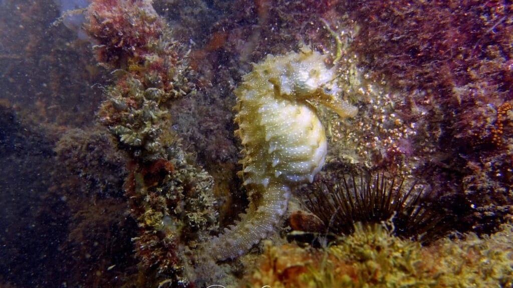 Hérault : des hippocampes observés dans le port de Frontignan