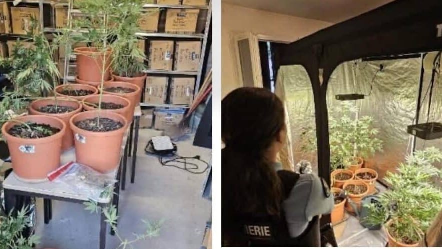 Gard : quand un accident de la route révèle une culture de cannabis à domicile