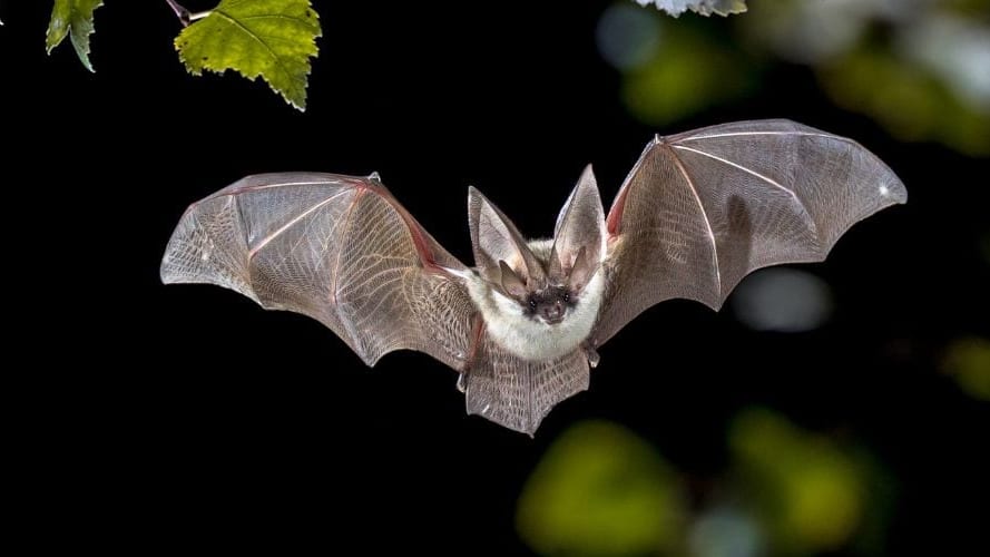 Montpellier : « J’ai la gerbe ! », 200 chauves-souris euthanasiées