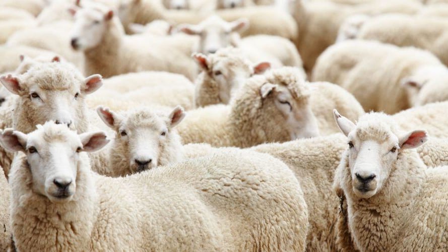 Grau-du-Roi : la transhumance est de retour ce week-end avec 300 brebis