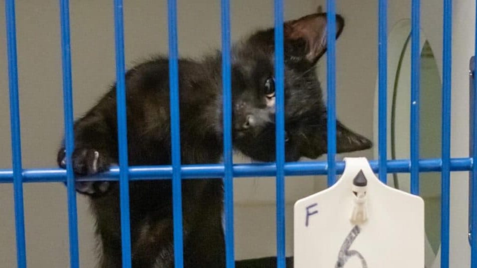 Nîmes : chats abandonnés devant la SPA, le refuge s’indigne