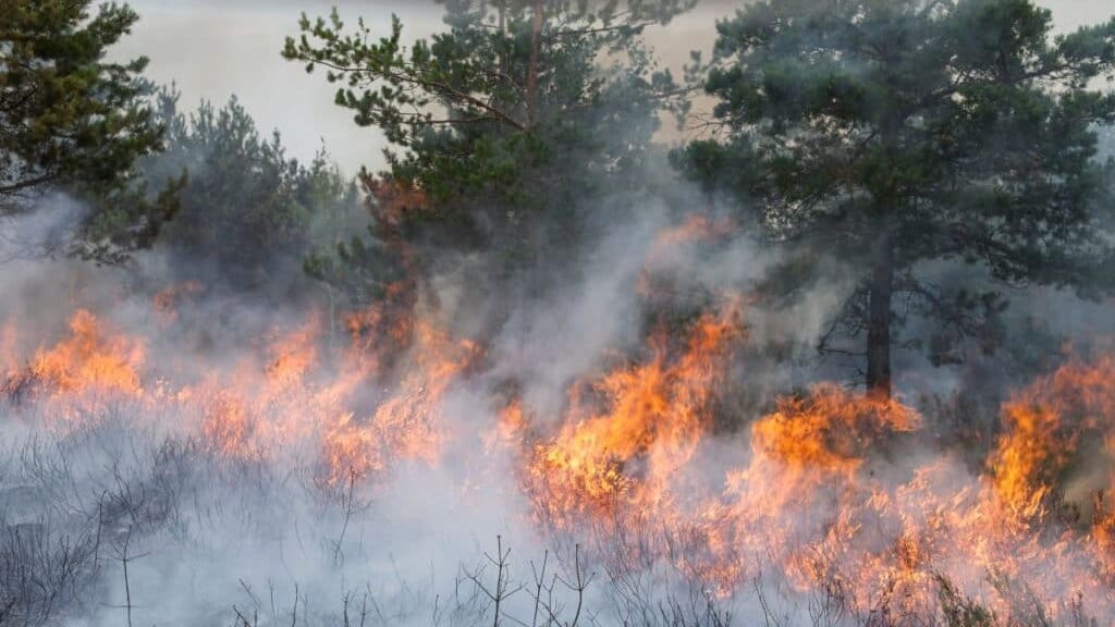 Hérault : une large partie du département placé en risque « élevé » d’incendie