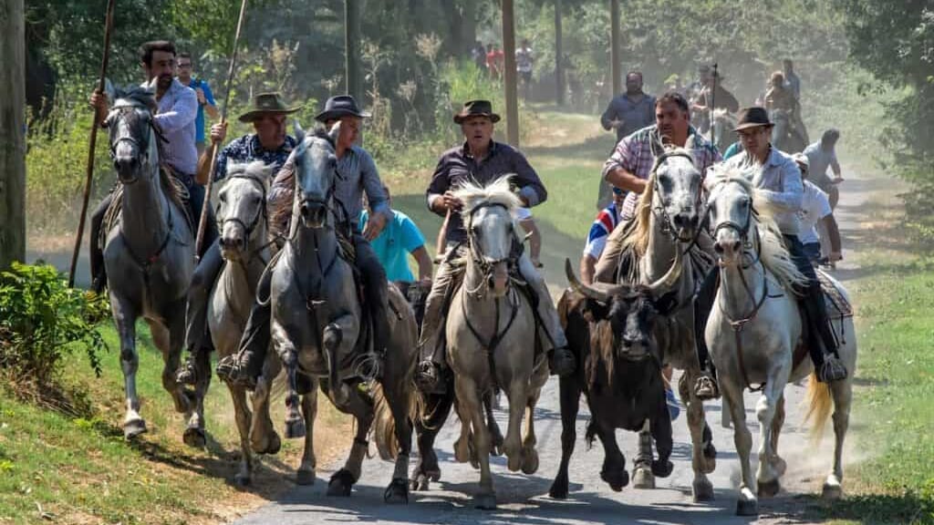 Occitanie : « Plus de 30 M€ » investis par la Région dans le cadre du Plan Camargue
