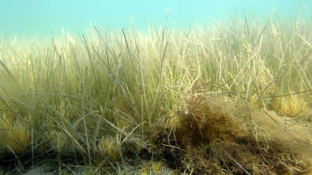 Grau-du-Roi : une pétition en raison d’une plante marine jugée envahissante