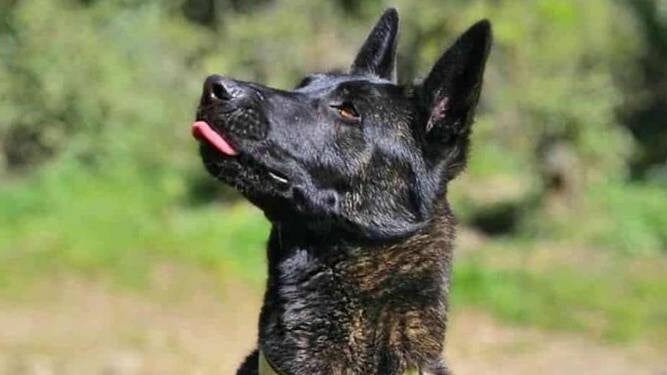 Var : le chien Smoke a été euthanasié, « on ne lâchera rien, ça ira très loin »