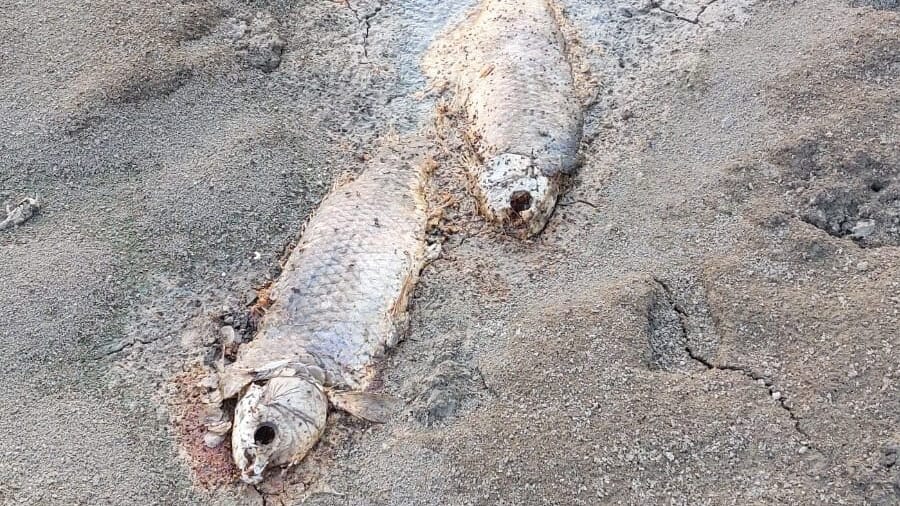 Aude : « des poissons s’asphyxient par manque d’eau » à Coursan, des internautes alertent la mairie