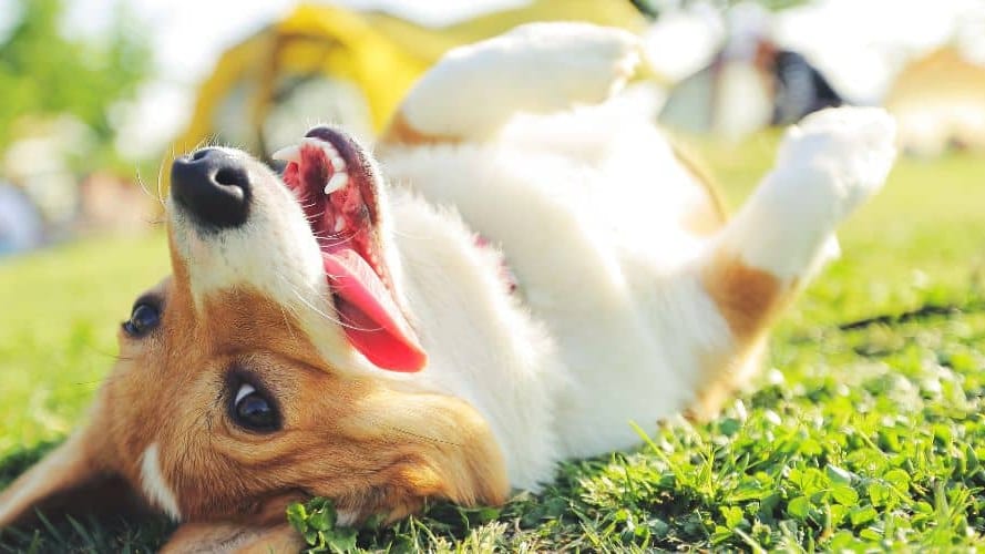 Grau-du-Roi : les activités à faire avec votre chien