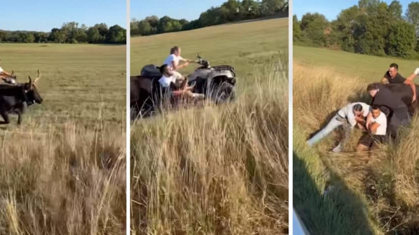 Gard : au volant de son quad, il saute sur un taureau échappé pour l’arrêter