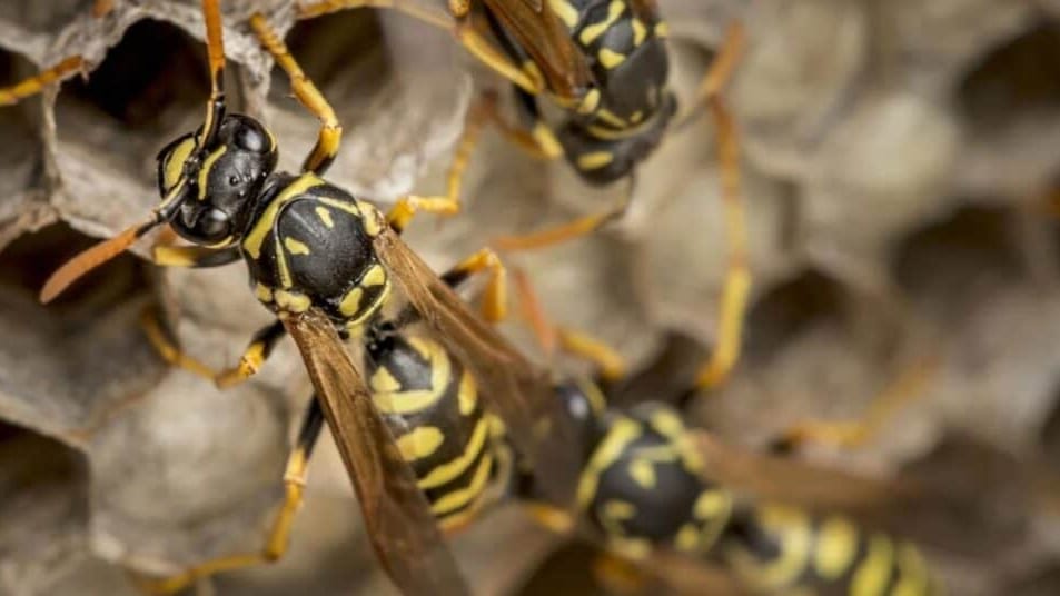 Gard : un père et ses deux enfants hospitalisés après une attaque de guêpes
