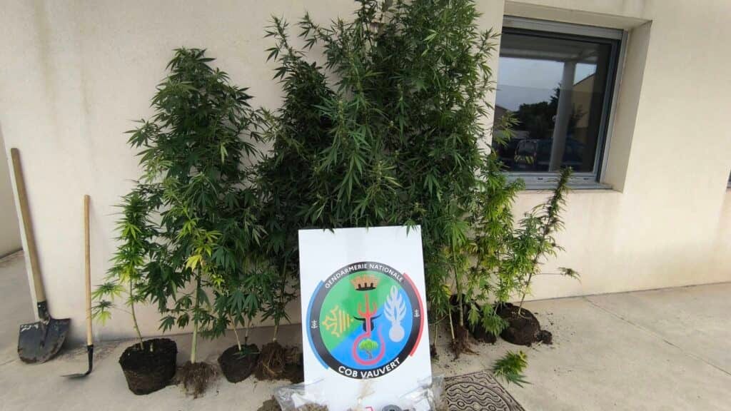 Gard : un couple interpellé avec 17 plants de cannabis dans son jardin