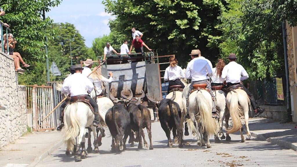 Gard : un mort lors d’une abrivado pendant la fête votive d’Aramon