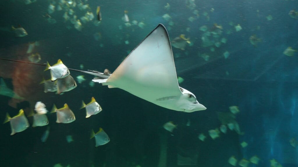 Grau-du-Roi : des réductions de tarif au Seaquarium !