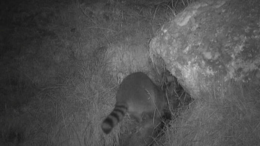 Pyrénées-Orientales : un raton laveur observé dans une réserve naturelle, pourquoi est-ce un problème ?