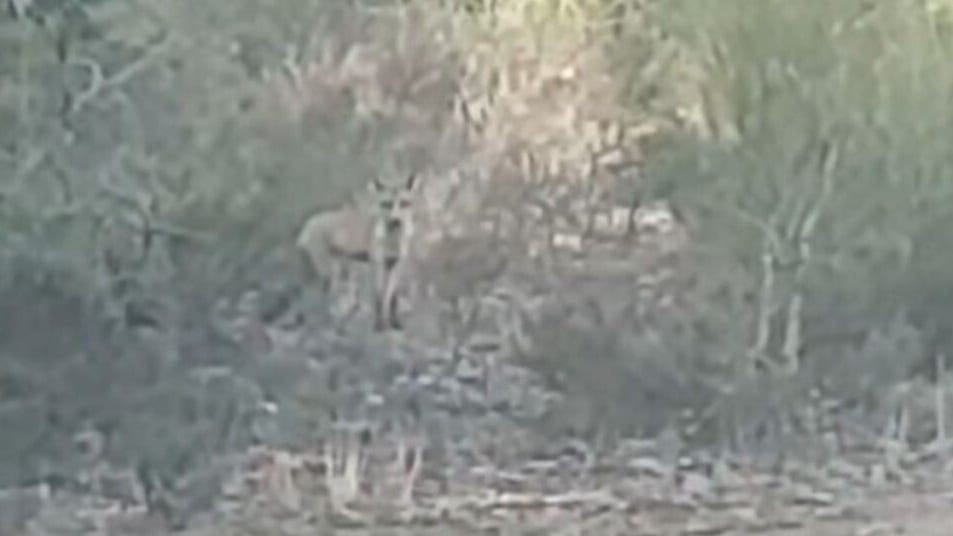 Pyrénées-Orientales : chacal doré ou renard ? quel est cet animal aperçu dans le massif du Canigó ?