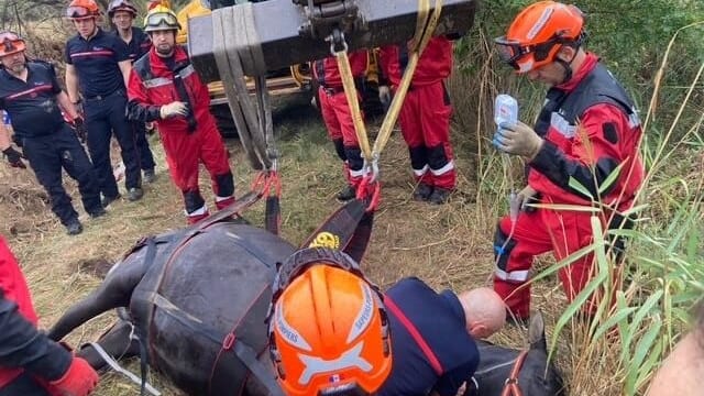 Hérault : une jument tombée dans un fossé sauvée par les pompiers
