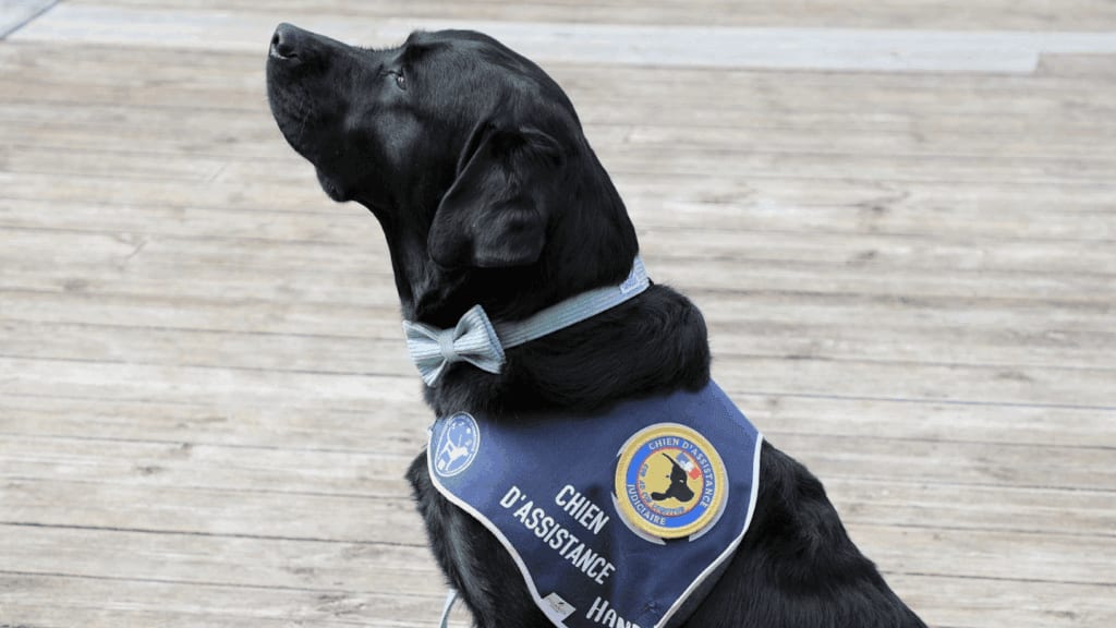 Aveyron : qui est Ugli, le premier chien d’assistance judiciaire ?
