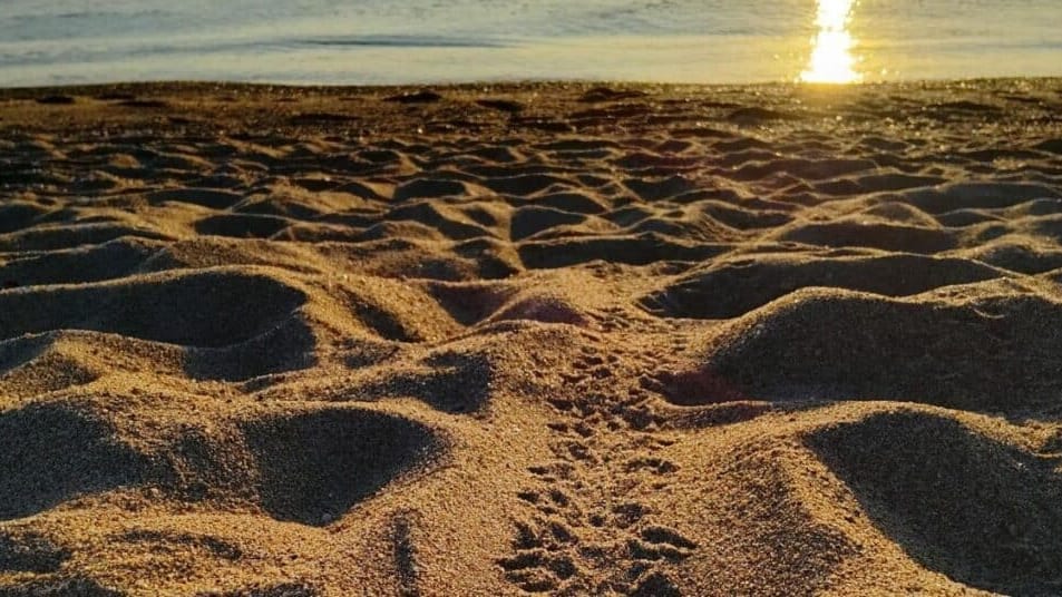 Pyrénées-Orientales : 15 bébés tortues nés sur la plage d’Argelès-sur-Mer