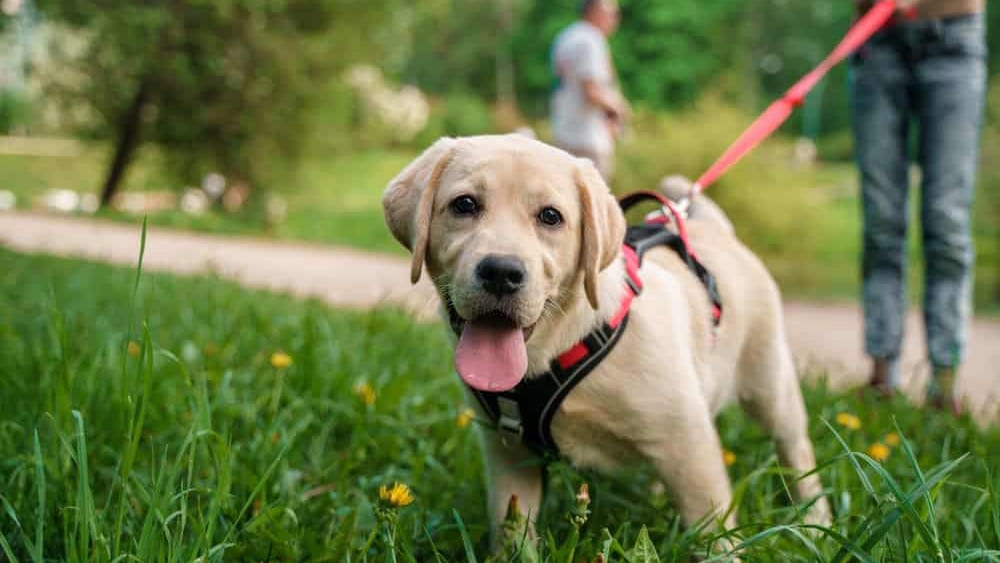 Montpellier : des séances d’éducation canine gratuites au parc de la Lironde
