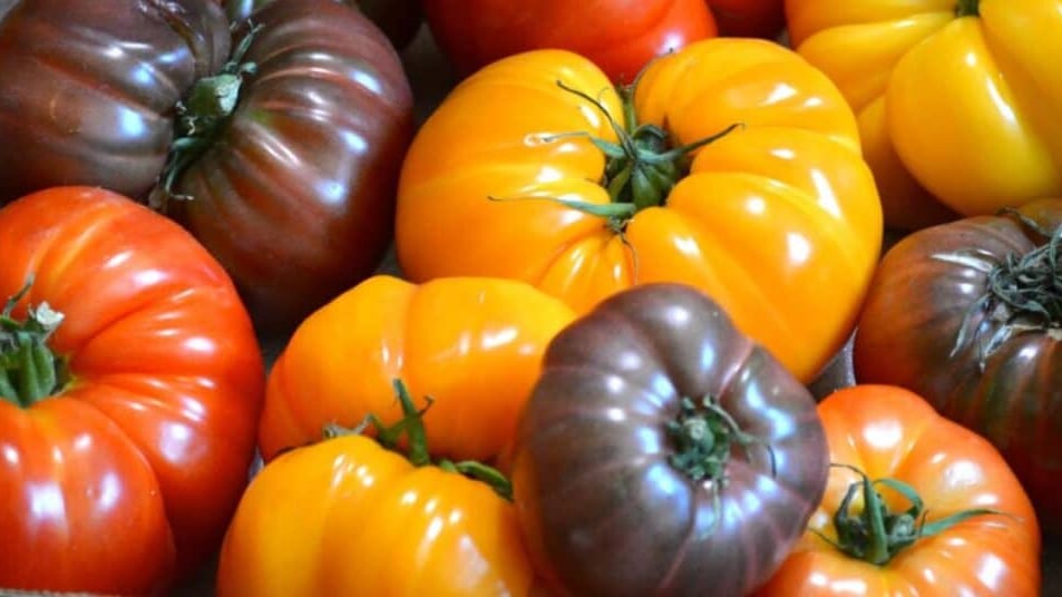 Montpellier : de toutes les formes et couleurs, le festival de la tomate se dévoile