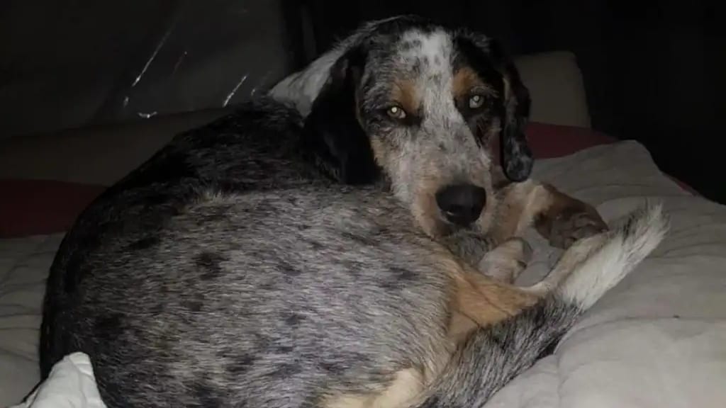 Gers : un chien torturé succombe à ses blessures, une enquête en cours