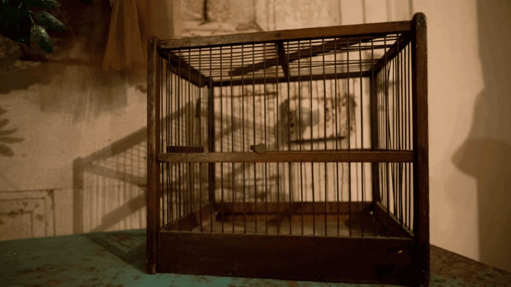Montpellier : sauvetage d’oiseaux maltraités dans un élevage clandestin insalubre