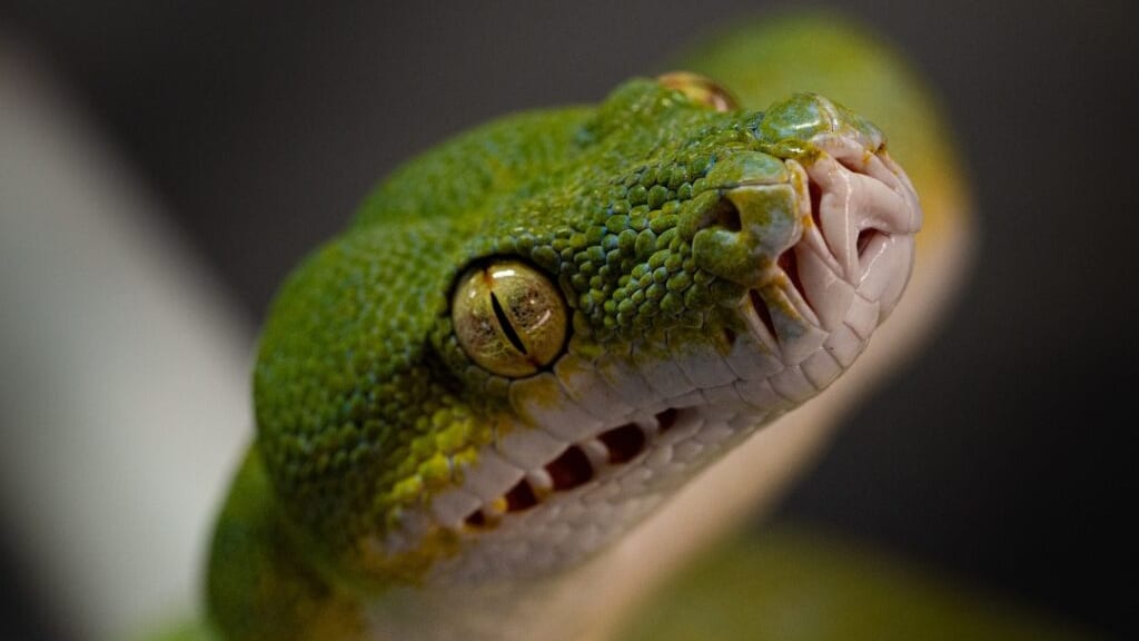 Nîmes : Les Reptiliades, « le plus grand salon terrariophile de France », c’est pour bientôt !