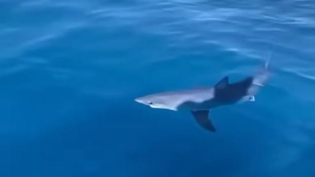 Gard : un requin rare observé et filmé au large du Grau-du-Roi