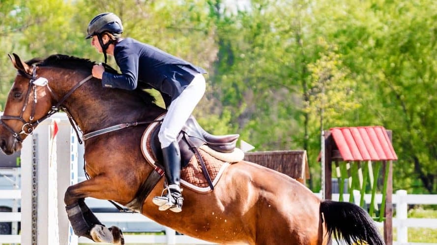 Montpellier : chevaux, quatre jours de compétition nationale à Grammont