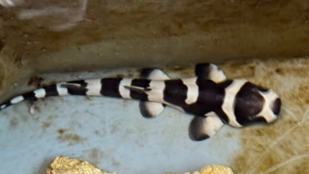 Gard : naissance d’un bébé requin bambou au Seaquarium