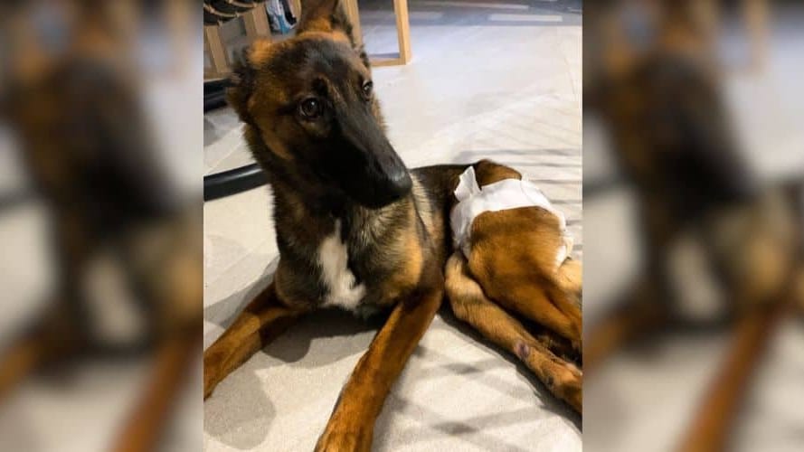 Tabassée à coups de barre de fer, un appel à l’aide pour la chienne paralysée Maya