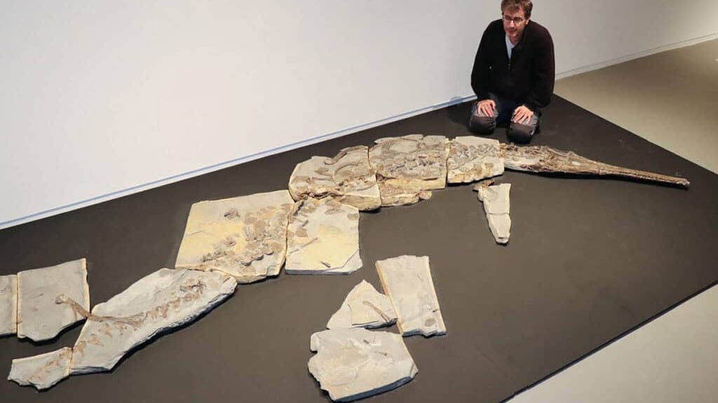 Hérault : un crocodile vieux de 180 millions d’années au Musée de Lodève