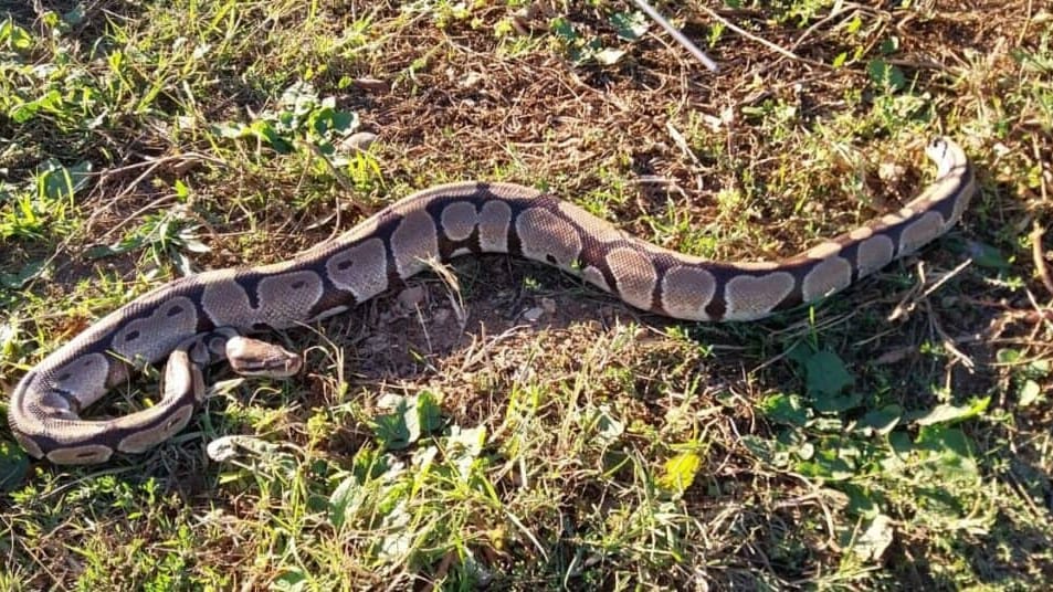 Gard : un python royal en hypothermie secouru par les sapeurs-pompiers à Alès