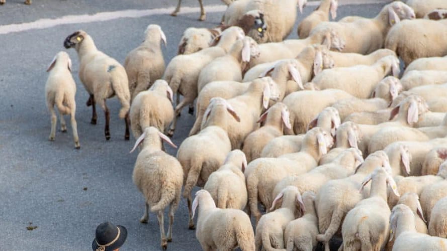Grau-du-Roi : la transhumance revient ce dimanche