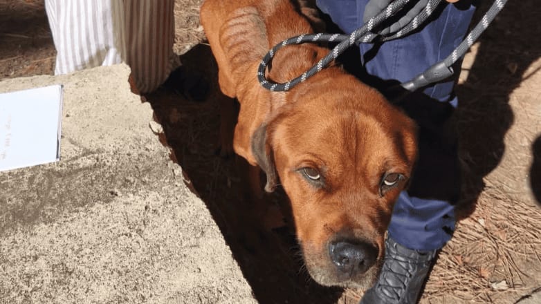 Gard : un chien en état de grande faiblesse secouru par la police et une association animale