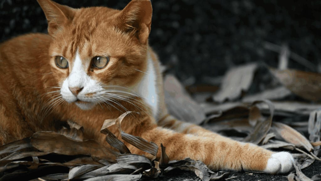 Hérault : après une première amende, la propriétaire d’un chat de nouveau convoquée devant la justice