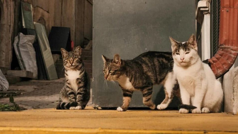Perpignan : une colonie de chats menacée par la démolition d’un bâtiment, l’association S.E.P.A alerte