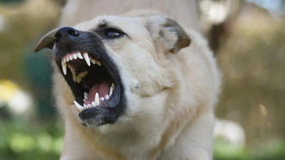 Haute-Garonne : une fillette de deux ans mordue au visage par un chien, une voisine tue l’animal
