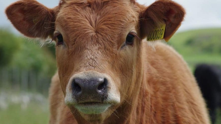 Aude : un fonds d’urgence de 329 400 euros pour les agriculteurs impactés par la DNC
